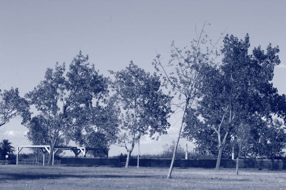 A few trees on a grass floor seem leaning to the right.