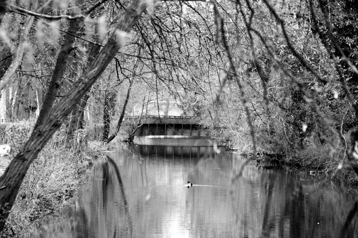 A photo showing a small bridge crossing a small river. The trees in front of the bridge are hanging inwards and resemble a roof.