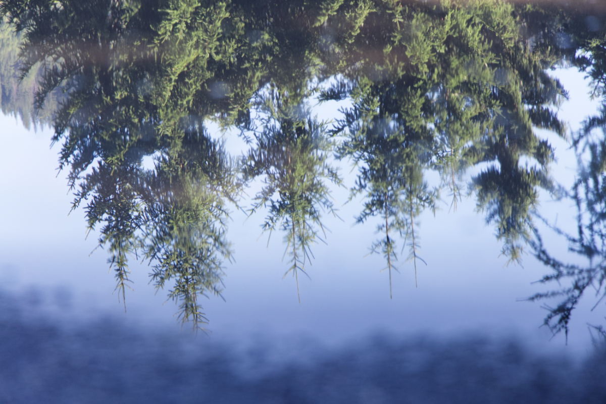 Trees reflecting in water.