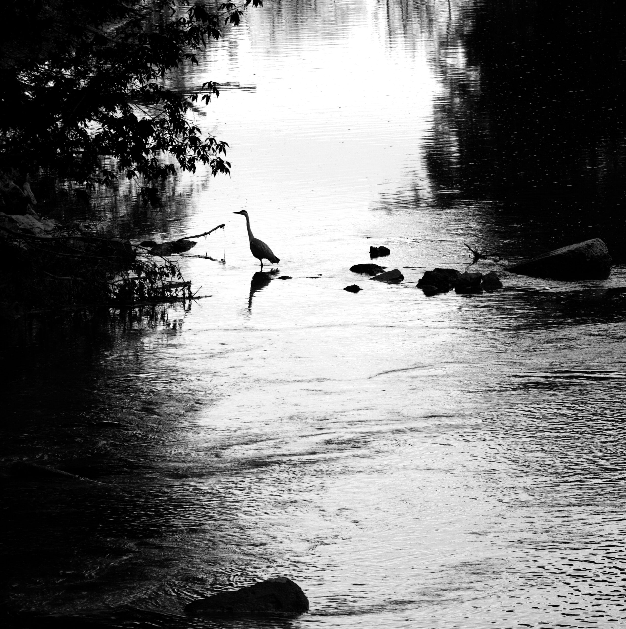Die Silhouette eines Reihers steht auf einem Schwarz-Weiß-Foto im Wasser. Fotocredit: Johannes Starmühler